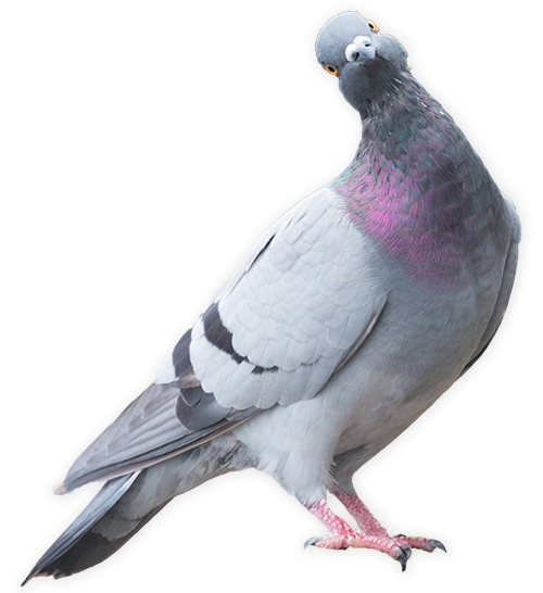A pigeon tilting its head inquisitively.