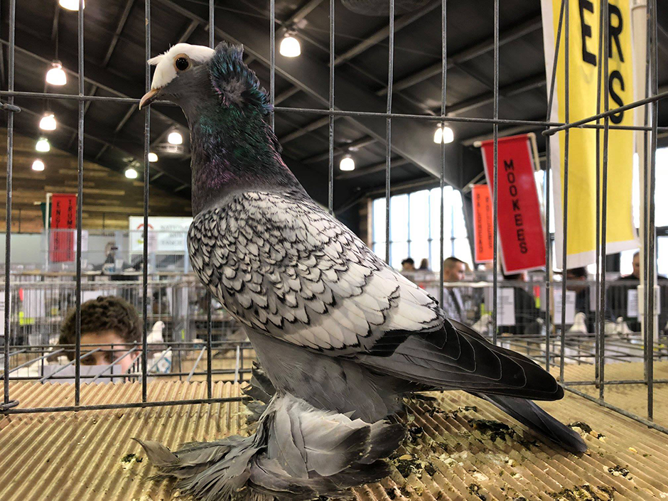 A grey and white fancy pigeon with large foot feathers.