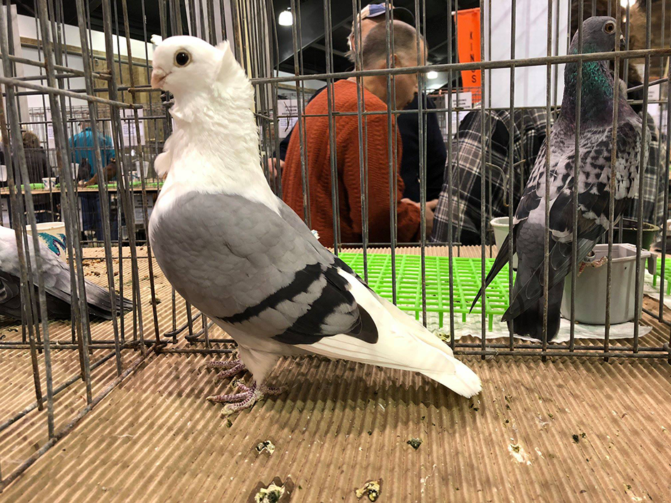A grey and white fancy pigeon with large eyes and a small beak.