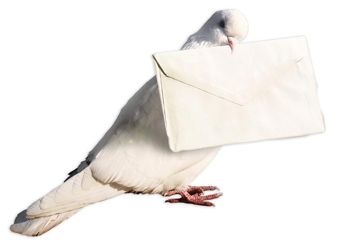 A white pigeon with an envelope in its beak.
