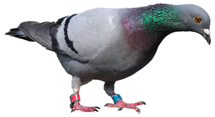 A large image of a pigeon with red and blue bands on its legs looking down.