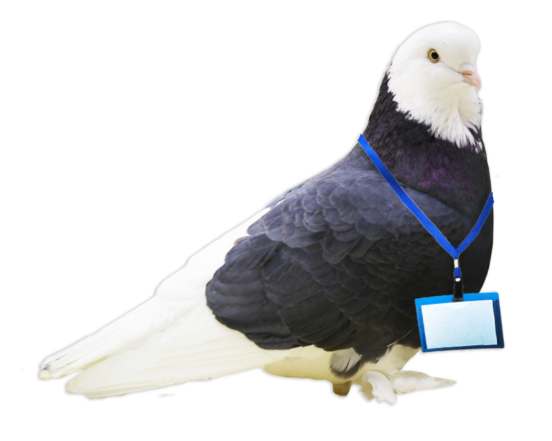 A black and white fancy pigeon wearing a blue lanyard with a nametag.