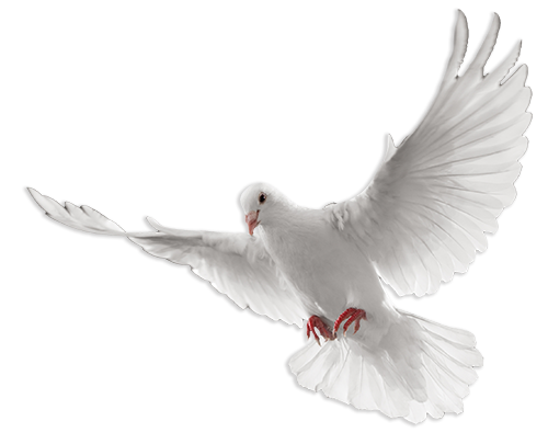 A flying white pigeon.